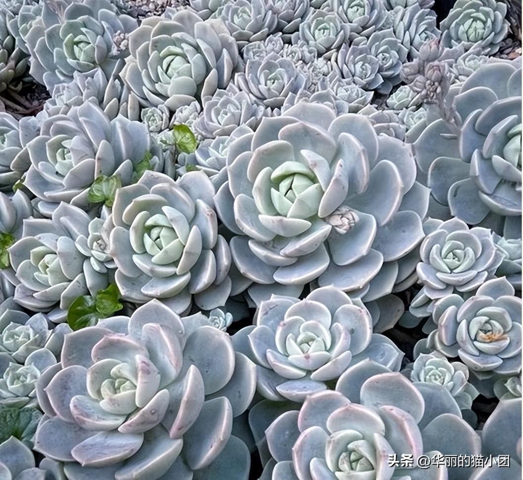 最漂亮的多肉排名榜，盘点全网漂亮好养的10种多肉 多肉植物 第3张