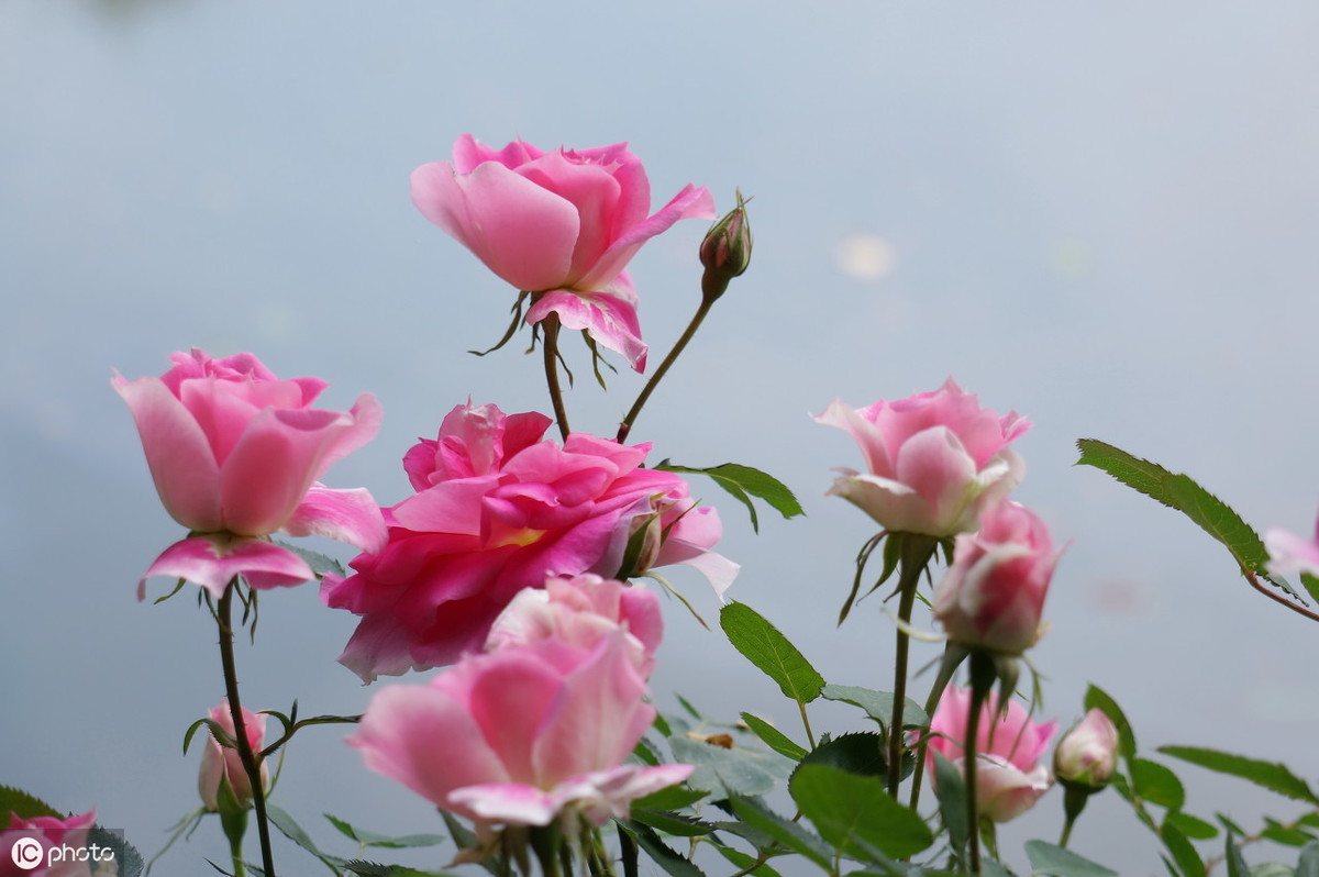 月季花不长花苞是怎么回事？月季花不开花原因及解决方法 养花知识 第1张