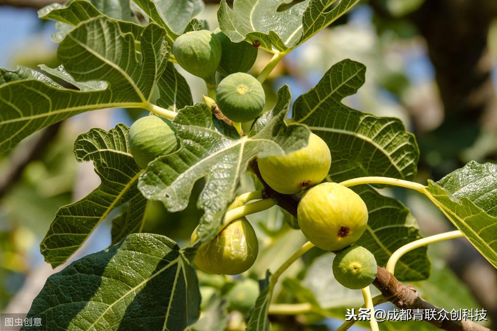 盐碱地适合种什么植物,碱性土壤可以种的几种树 绿植养护 第2张