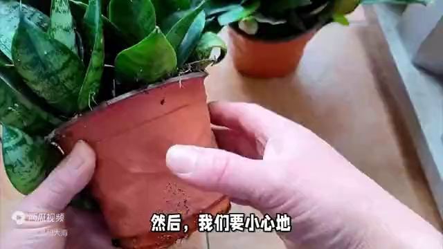 虎皮兰怎样移栽，关于虎皮兰的移植和栽种的小技巧 绿植养护 第3张