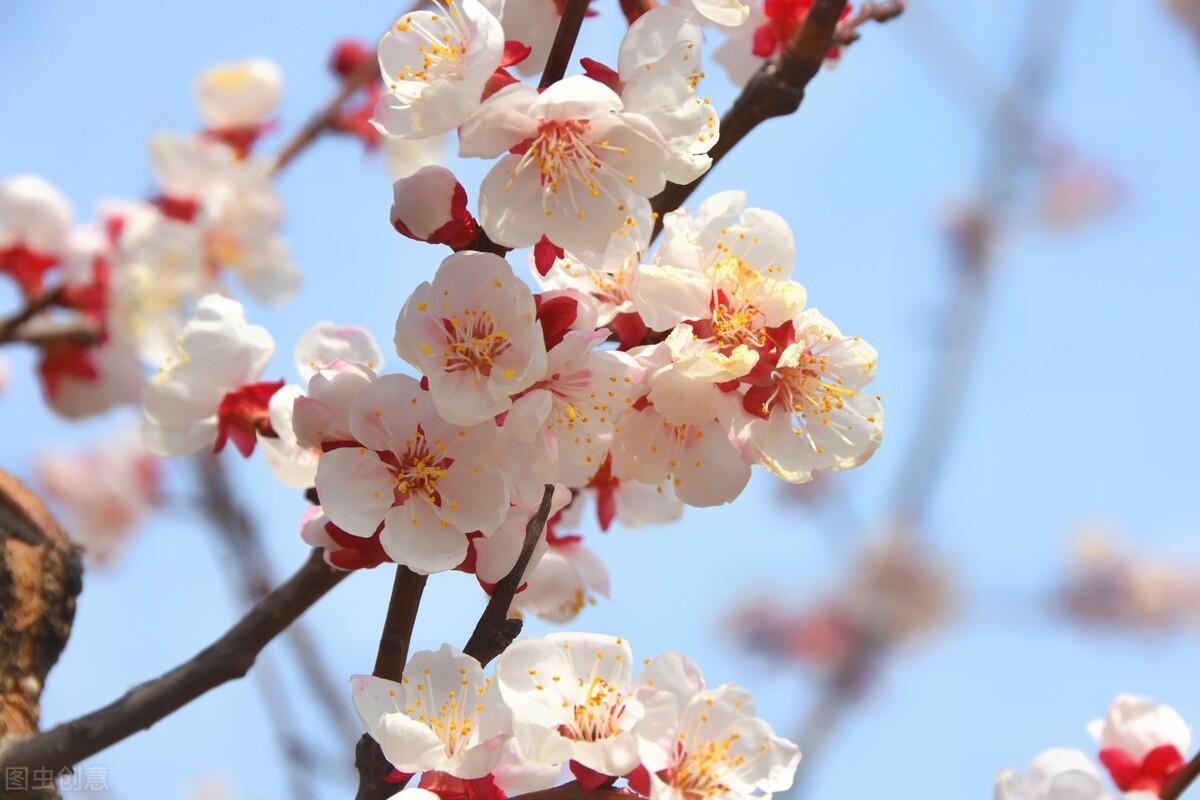 桃花杏花梨花的开花顺序，春风绽百花各种花开放的顺序 植物百科 第2张