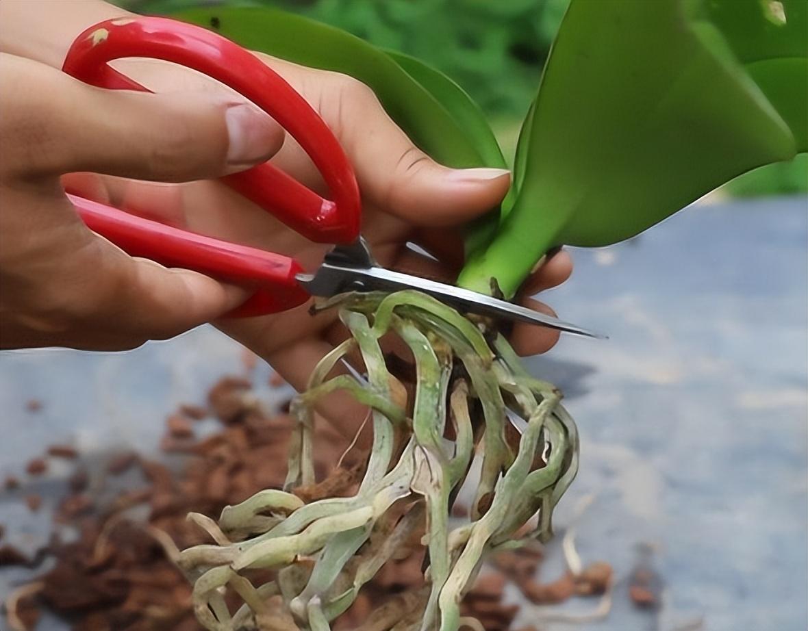 蝴蝶兰开完花后怎么处理方法，蝴蝶兰开完花后的养护技巧 养花知识 第3张