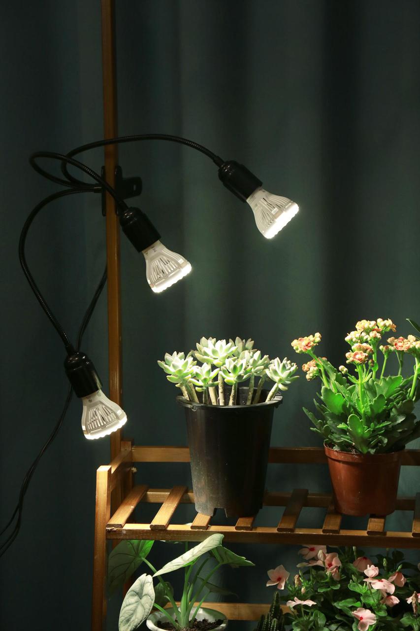 植物补光灯有效果吗，植物补光灯怎么选 养花知识 第6张