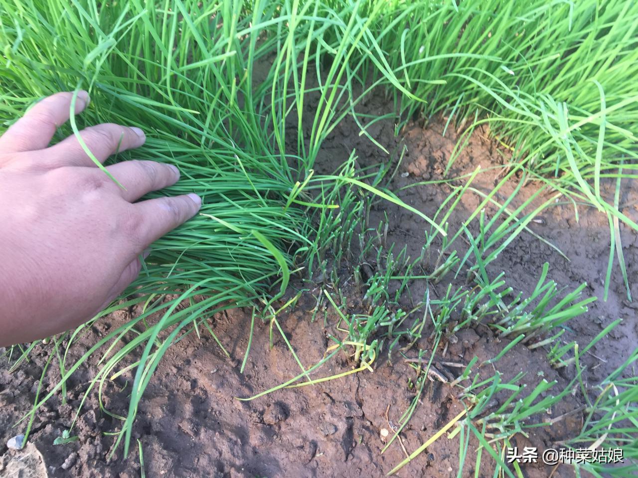 韭菜种子没泡能发芽吗，家庭种植韭菜的方法和技巧 阳台种菜 第5张