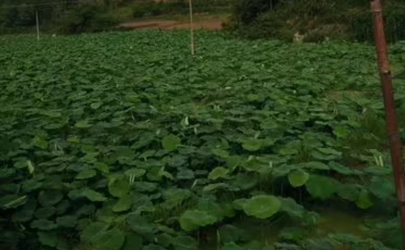 莲藕种植时间及方法，莲藕的正确种植方法指南 阳台种菜 第10张