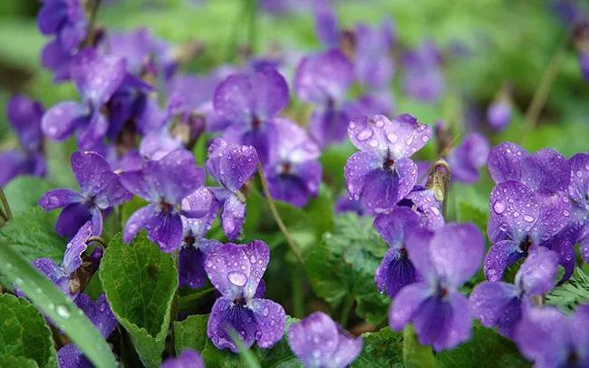 紫罗兰花语是什么，各种颜色紫罗兰花语和寓意 植物百科 第1张