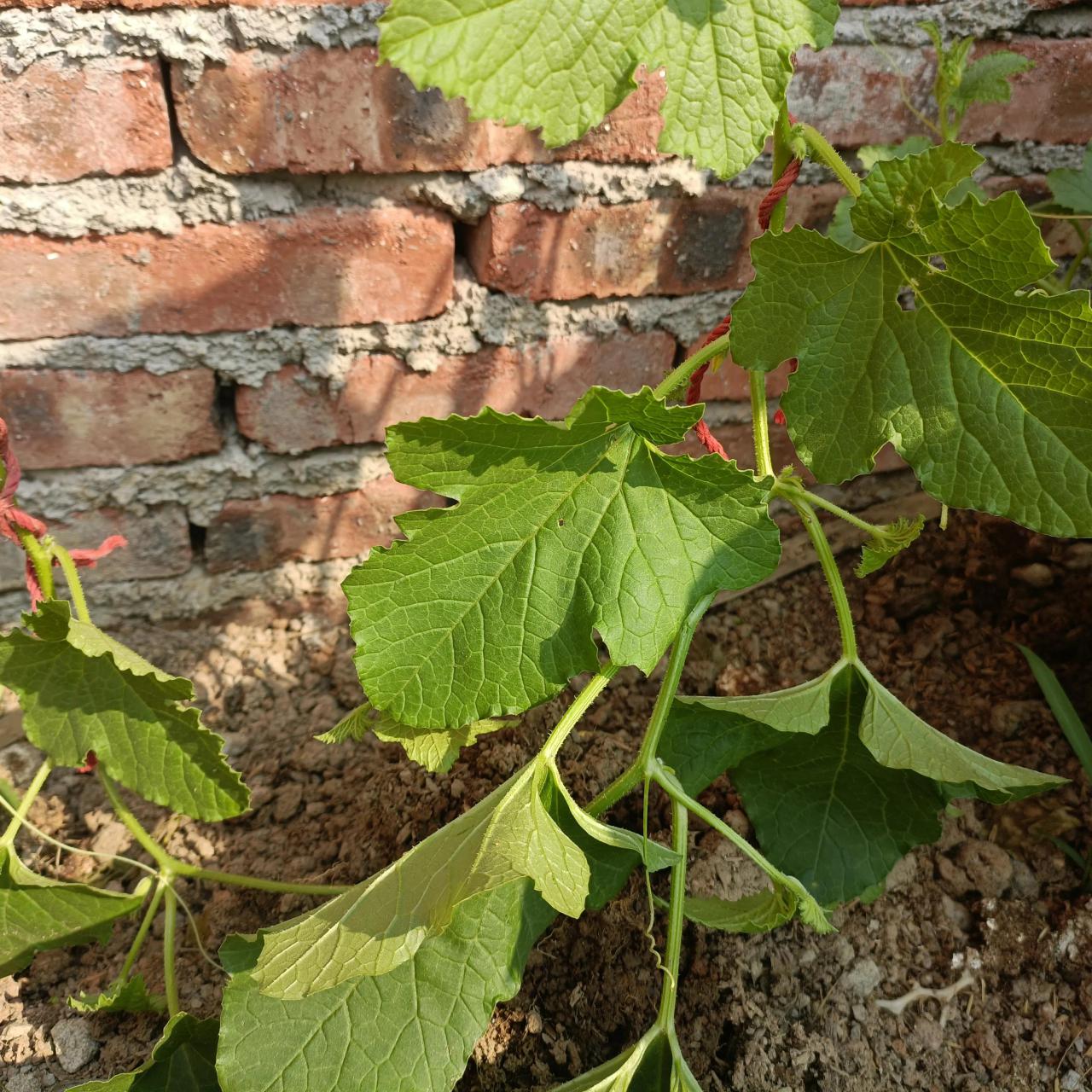 羊角瓜是搭架子还是爬地，羊角蜜吊蔓的方法详解 阳台种菜 第2张