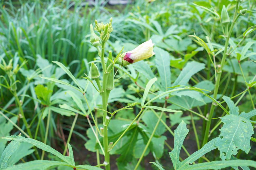 黄秋葵的种植方法，黄秋葵栽培技术分享 绿植养护 第4张