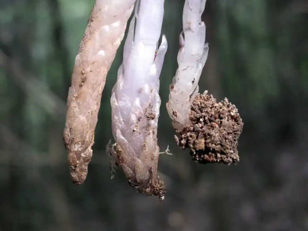 水晶兰为什么叫死亡之花，水晶兰简介和用途 植物百科 第9张