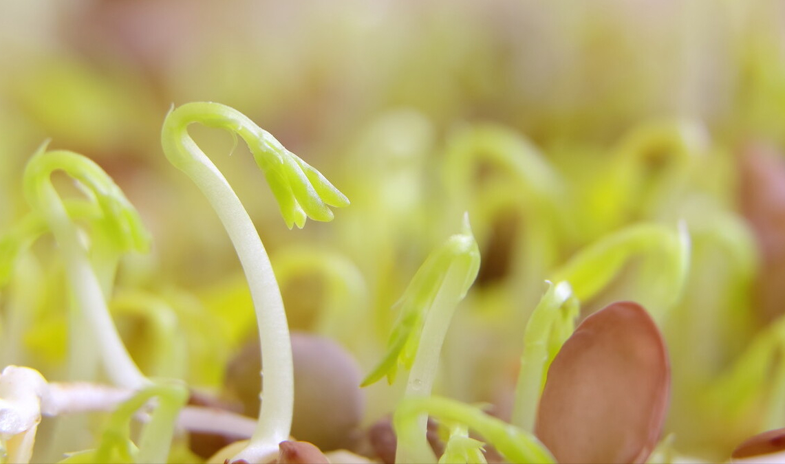 芽苗菜种植教程（芽苗菜种植方法和步骤） 阳台种菜 第4张