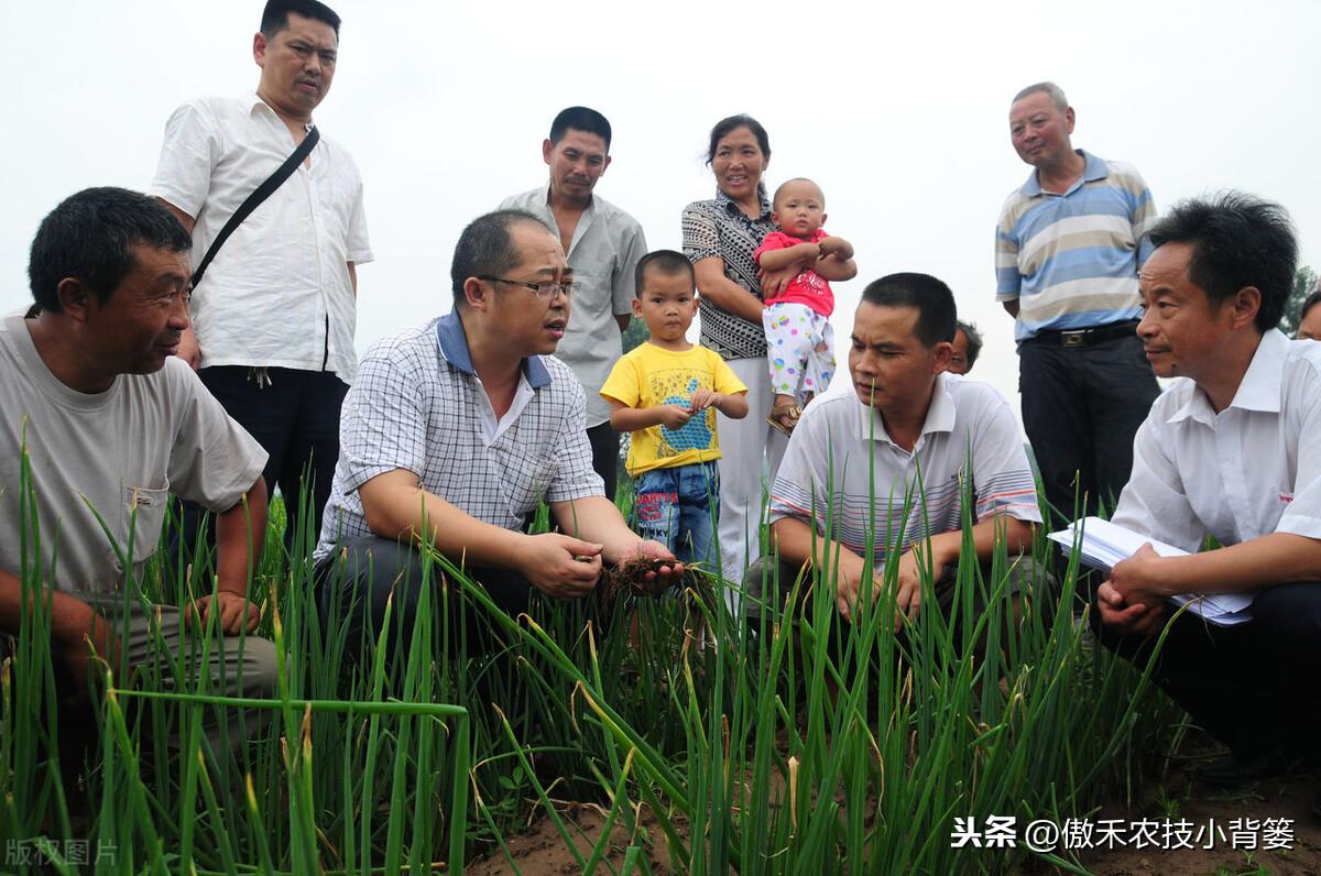 大葱种植技术，大葱栽种和管理技巧 阳台种菜 第3张