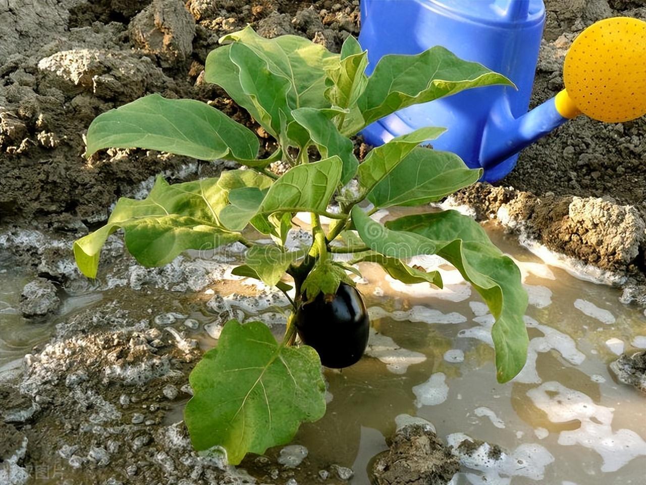 茄子怎么种 ，茄子种植方法和管理要点 阳台种菜 第4张