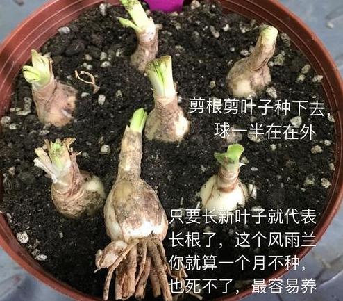 风雨兰养殖方法，风雨兰怎么种植？ 养花知识 第3张