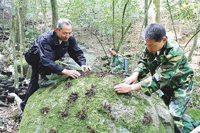 铁皮石斛种植技术及方法，铁皮石斛种植注意事项 绿植养护 第1张