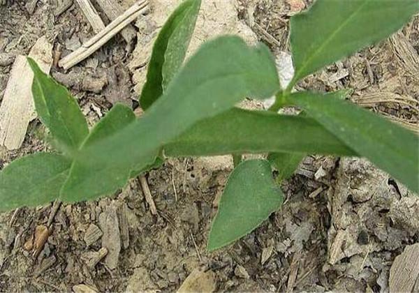 半夏种植技术和栽培方法，半夏怎么种？ 绿植养护 第2张