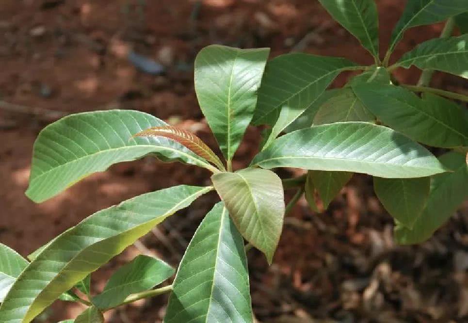 我国珍稀植物有哪些（国家一级重点保护野生植物名录） 植物百科 第6张