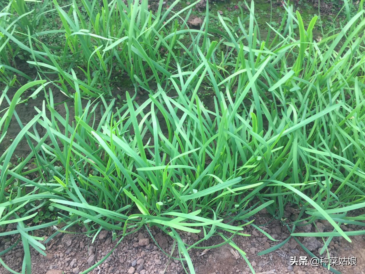 韭菜种子没泡能发芽吗，家庭种植韭菜的方法和技巧 阳台种菜 第2张