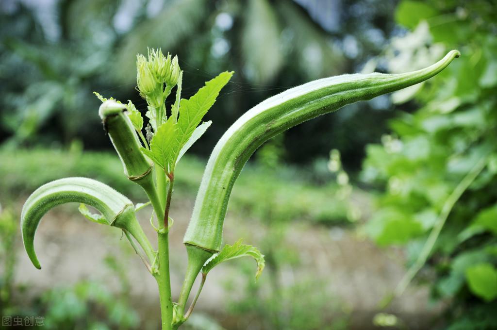 黄秋葵的种植方法，黄秋葵栽培技术分享 绿植养护 第5张