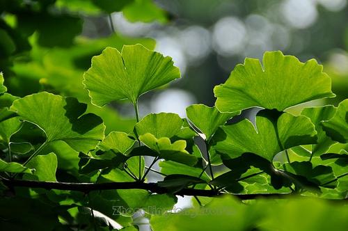 我国珍稀植物有哪些（国家一级重点保护野生植物名录） 植物百科 第22张