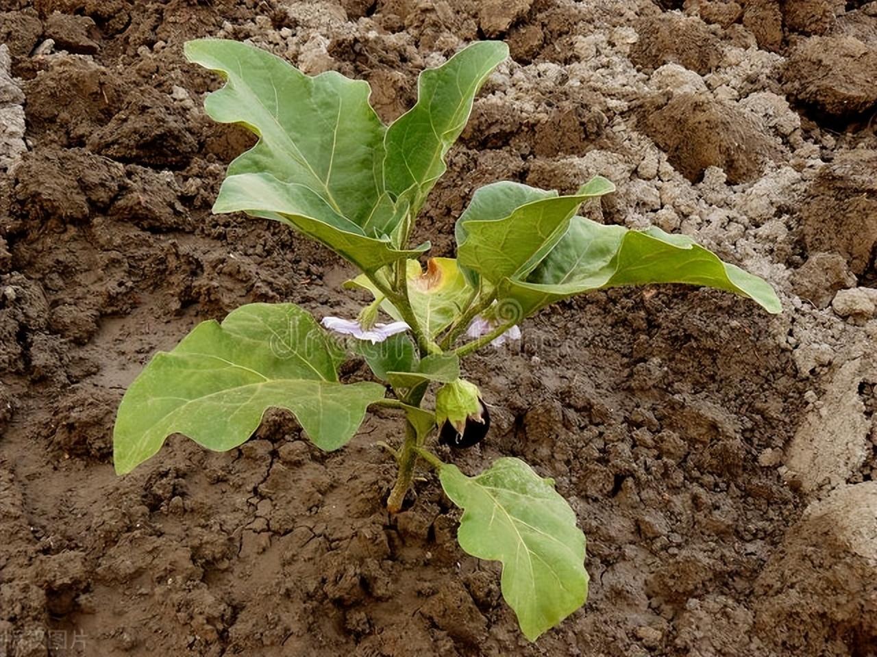 茄子怎么种 ，茄子种植方法和管理要点 阳台种菜 第3张