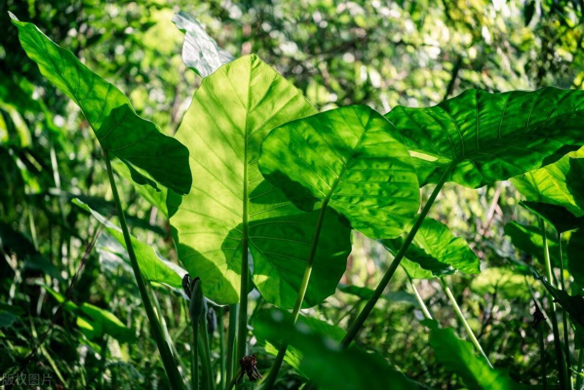 滴水观音养殖方法，滴水观音盆栽怎么养？ 绿植养护 第1张