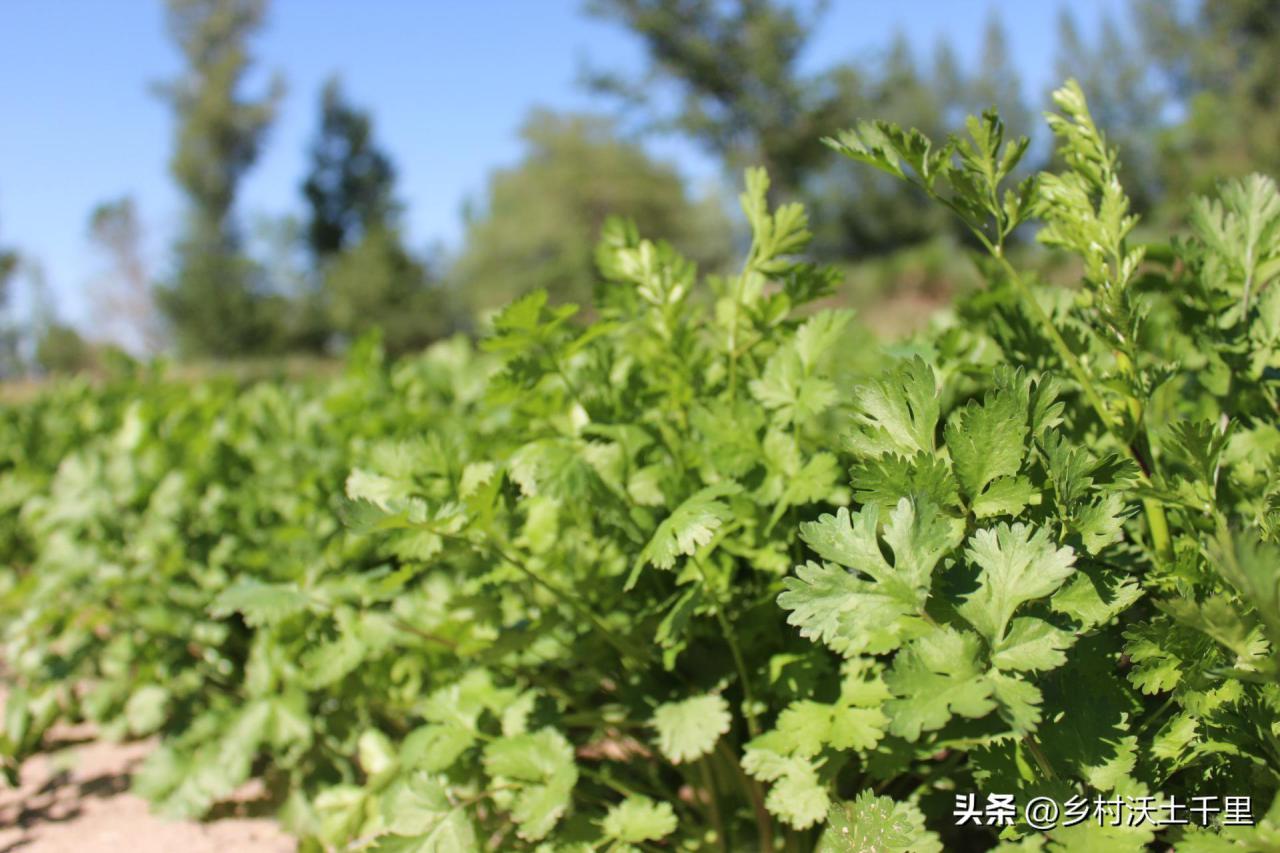 香菜种植方法和时间，香菜种植的注意事项 阳台种菜 第3张