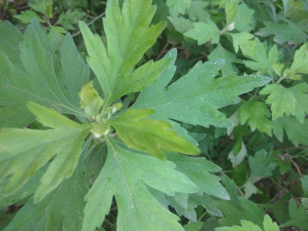 艾草种植时间和方法，艾草如何种植？ 绿植养护 第2张