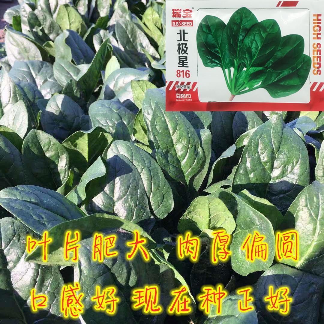 5月和6月份种什么菜合适，5、6月几款蔬菜推荐 阳台种菜 第3张