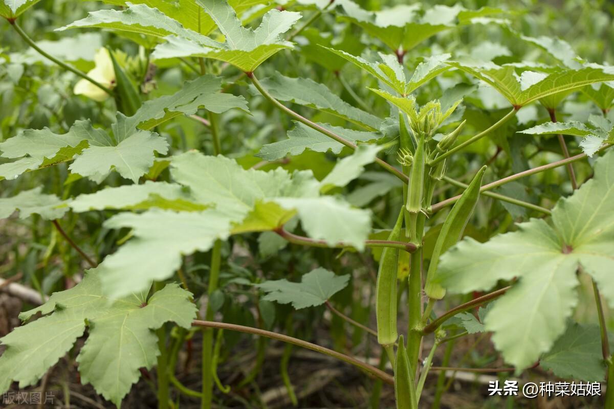 秋葵几月份种植最好，秋葵的种植方法 阳台种菜 第2张