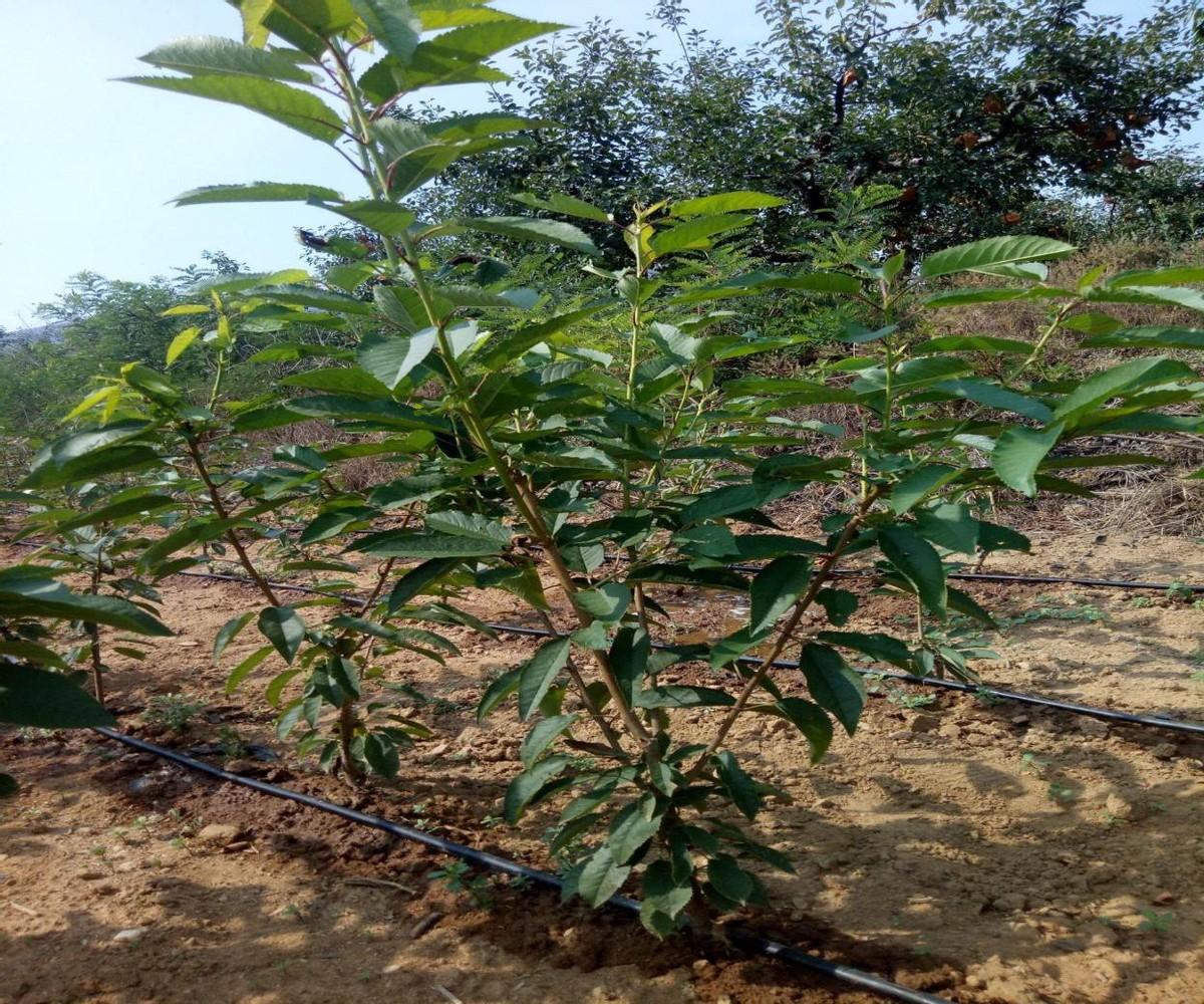 樱桃树的管理方法和技术要点，樱桃树的种植技术及施肥技巧 绿植养护 第2张