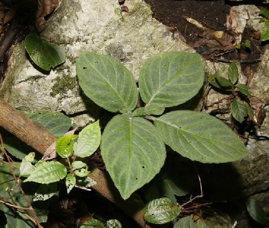 我国珍稀植物有哪些（国家一级重点保护野生植物名录） 植物百科 第48张