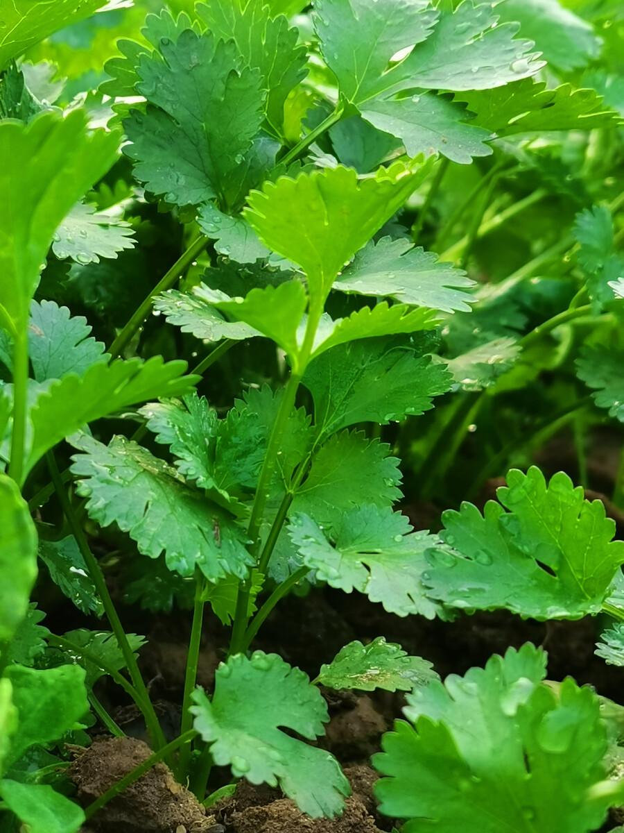 香菜种植的最佳时间与方法，看看你们种植时间对不对！ 阳台种菜 第6张