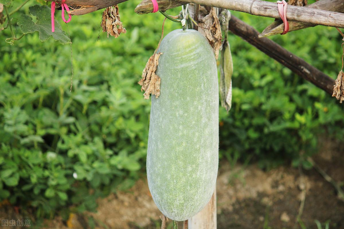 节瓜种植时间和方法，节瓜栽培技术及注意事项 阳台种菜 第3张