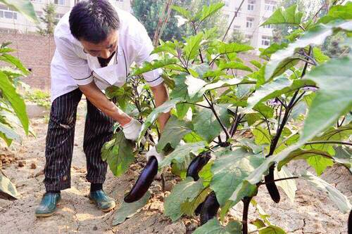 露地茄子什么时间育苗，茄子种植方法和管理要点 果蔬种植 第6张