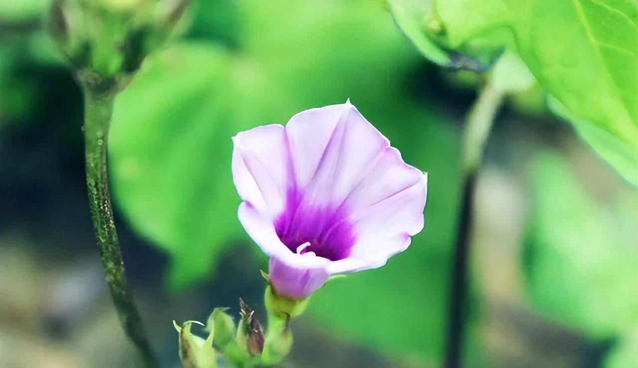 牵牛花怎么种，牵牛花的种植方法和步骤 养花知识 第9张