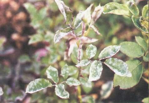 月季花叶子上有白霜是怎么回事，月季白粉病用什么药最有效 养花知识 第1张