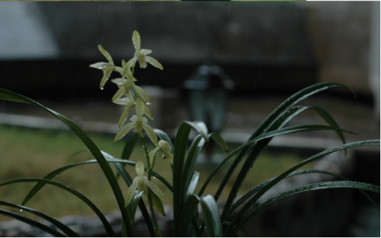 兰花可以淋雨水吗，兰花淋雨好吗？ 养花知识 第4张