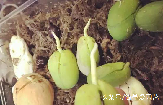 菠萝蜜的核能种盆栽吗，菠萝蜜果核怎么种盆栽？ 阳台种菜 第4张