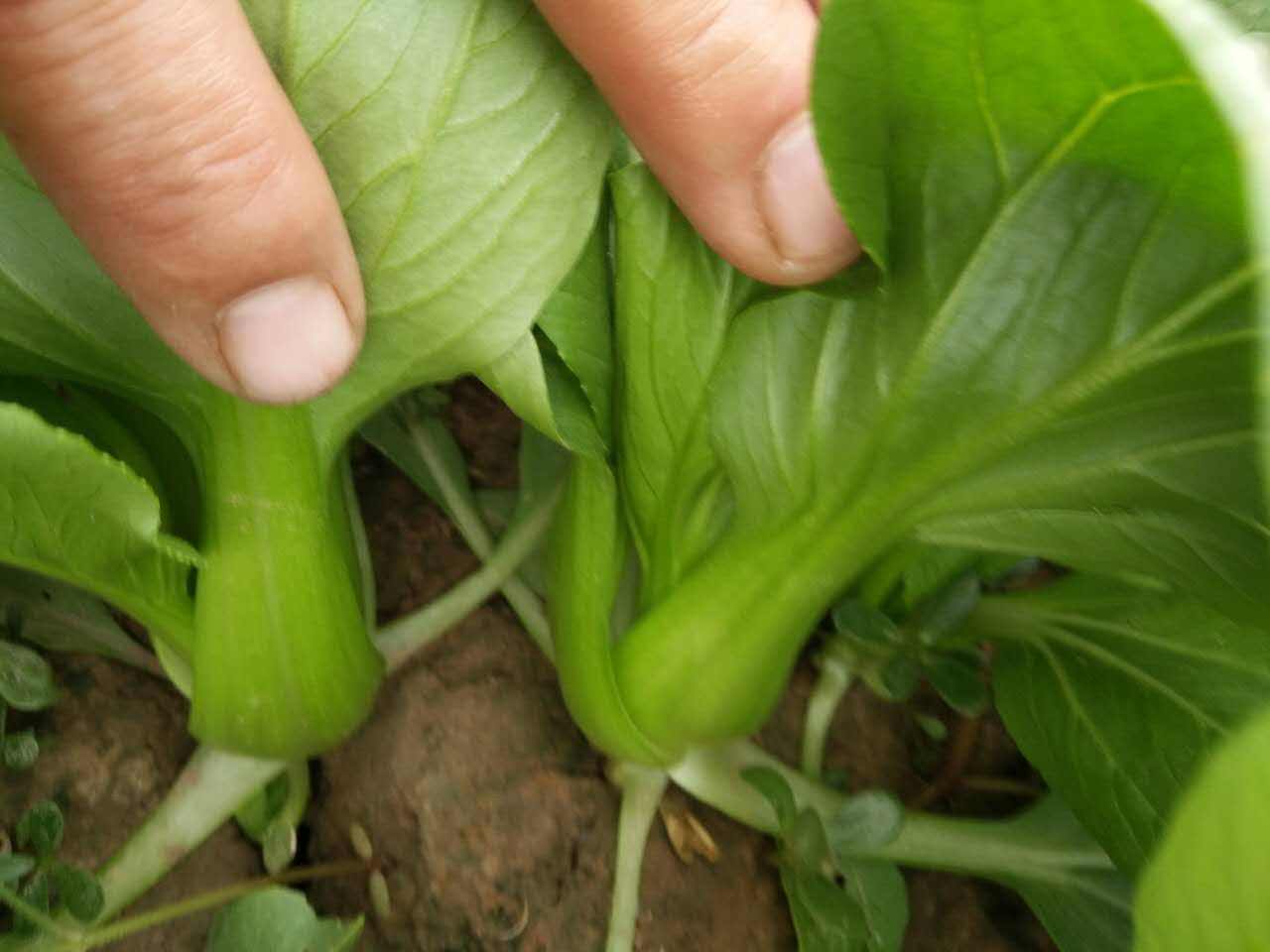 上海青种植时间和方法详细介绍，上海青的栽培技术 果蔬种植 第5张