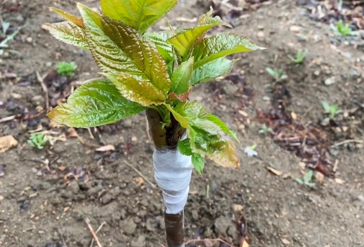 果树嫁接几月份最好，果树嫁接的最佳时间和方法 绿植养护 第1张