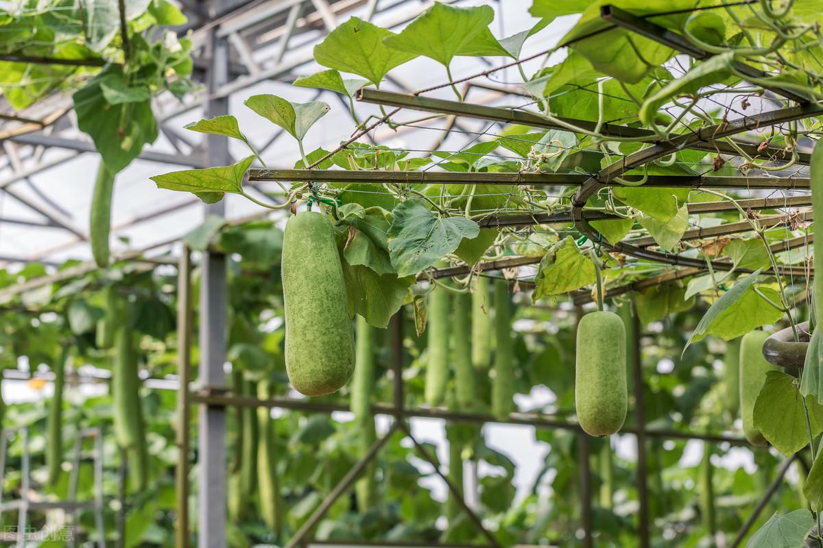 节瓜种植时间和方法，节瓜栽培技术及注意事项 阳台种菜 第7张