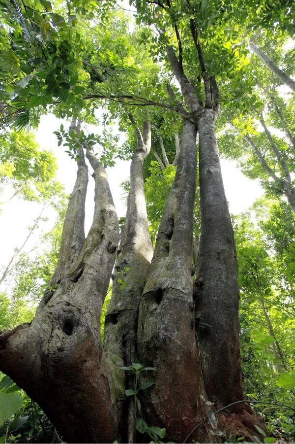 沉香树苗适合在哪里种植，沉香种植栽培管理技术 绿植养护 第2张