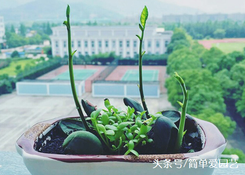 菠萝蜜的核能种盆栽吗，菠萝蜜果核怎么种盆栽？ 阳台种菜 第6张