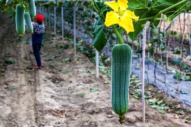 丝瓜露天种植时间和方法，丝瓜如何种植才能够获得高产的4个种植步骤 果蔬种植 第4张