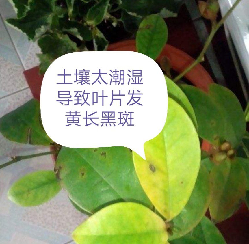 含笑花叶子出现黑斑怎么回事，如何补救和养护？ 养花知识 第3张