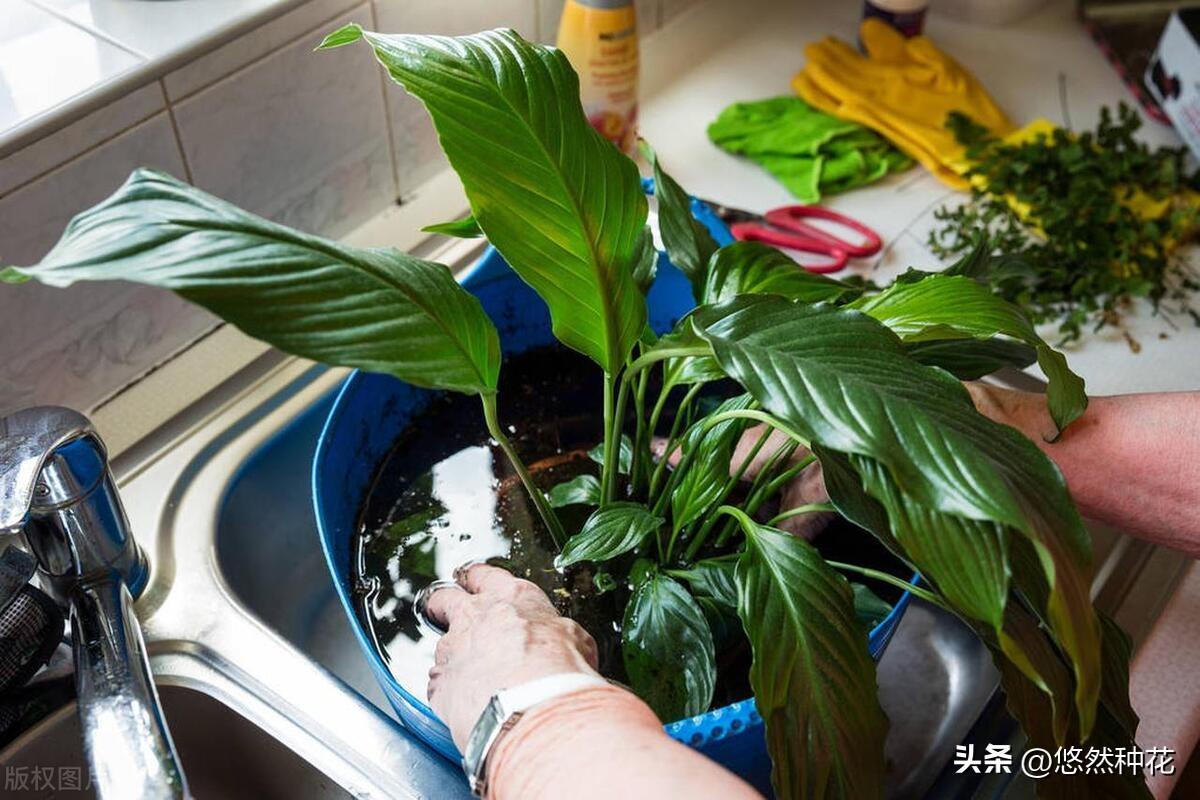 多菌灵可以直接浇灌吗，多菌灵的使用方法和注意事项 养花知识 第3张