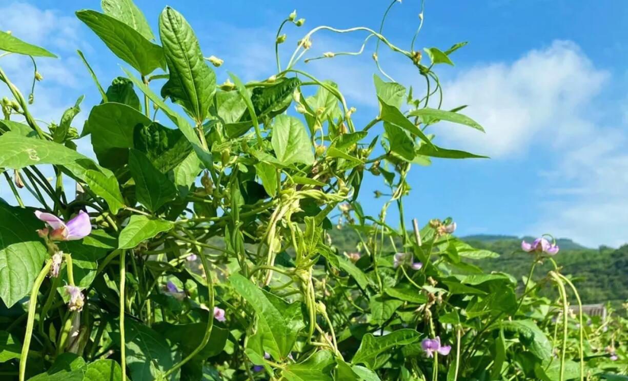 怎么把黄土改良成肥沃的黑土，土壤改造成沃土的方法 养花知识 第1张