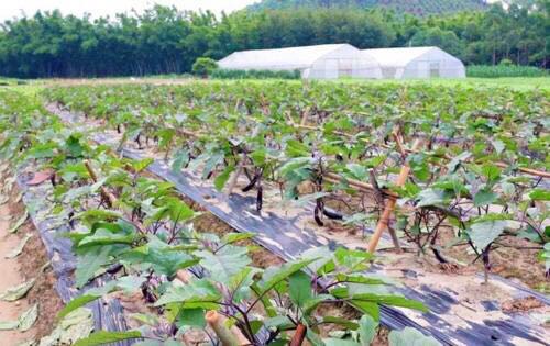 露地茄子什么时间育苗，茄子种植方法和管理要点 果蔬种植 第2张