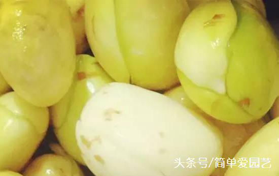 菠萝蜜的核能种盆栽吗，菠萝蜜果核怎么种盆栽？ 阳台种菜 第2张