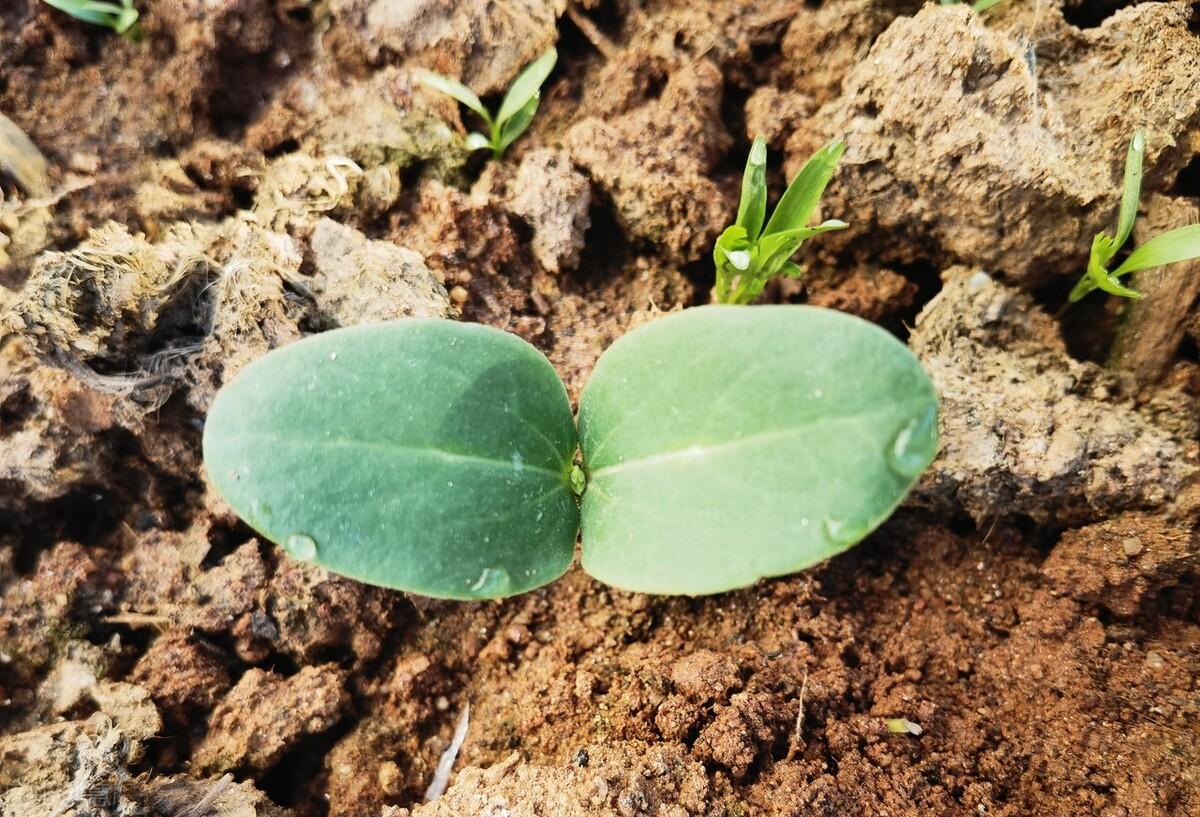 丝瓜露天种植时间和方法，丝瓜如何种植才能够获得高产的4个种植步骤 果蔬种植 第1张